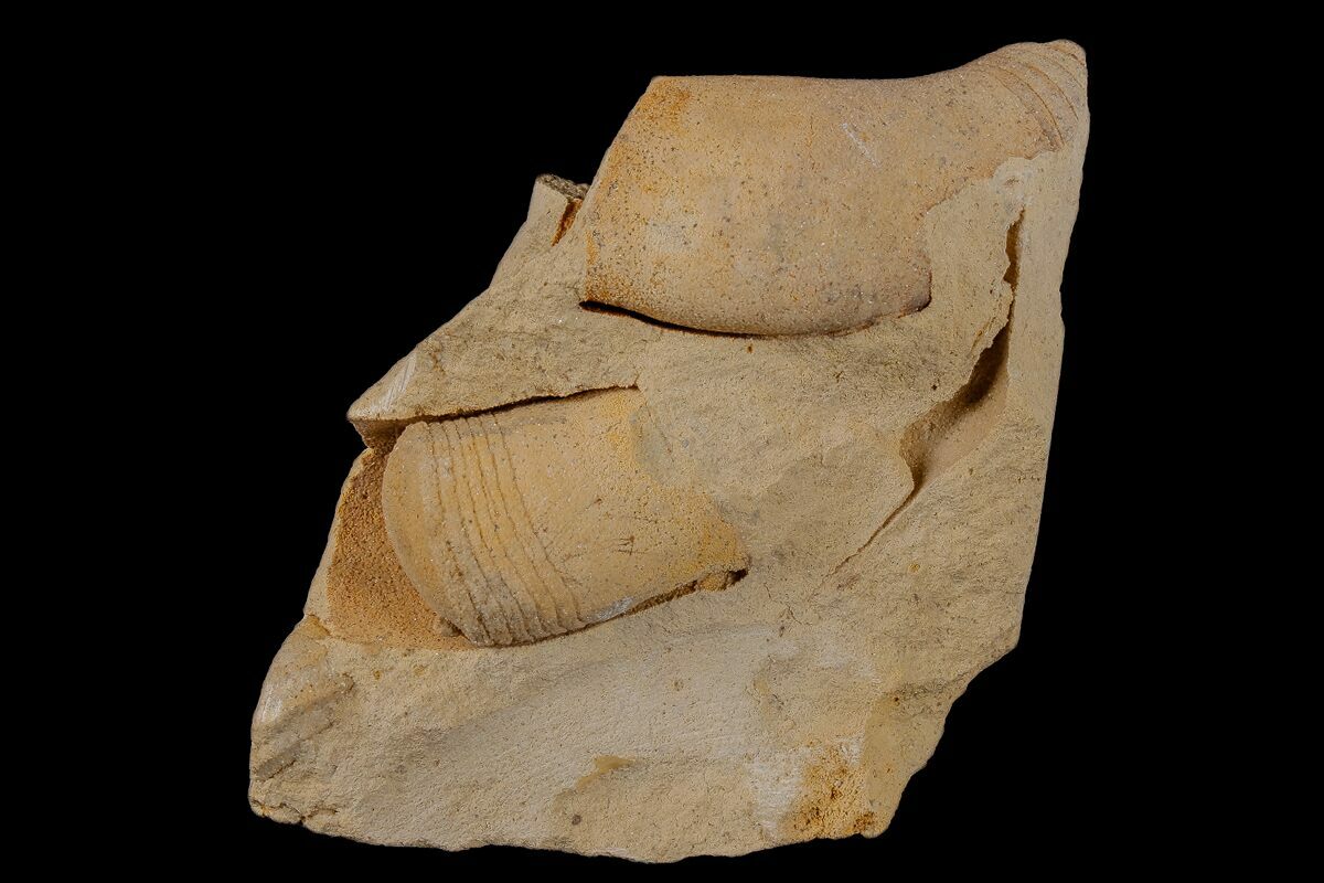 Ordovician, Oncoceratid (Beloitoceras) Fossils Wisconsin (173940