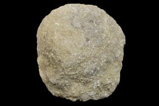 Silurain Fossil Sponge (Astraeospongia) - Tennessee #174230