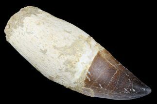 Fossil Rooted Mosasaur (Prognathodon) Tooth - Robust Tooth #174354