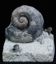 Large Platyostoma Gastropod Plus Brachiopods #1923