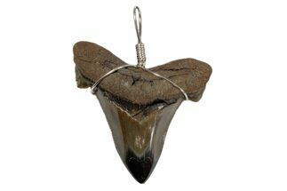 Serrated, Fossil Angustidens Shark Tooth Necklace #173883