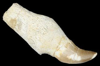 Fossil Rooted Mosasaur (Halisaurus) Tooth - Morocco #174332