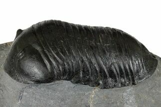 3.5" Inflated Wenndorfia Trilobite - Bou Lachrhal, Morocco - Fossil #174860
