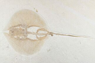 Rare Male Fossil Stingray (Heliobatis) - Wyoming #174911