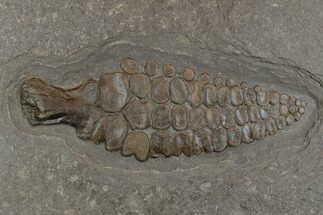 Fossil Ichthyosaur Paddle - Posidonia Shale, Germany #174932