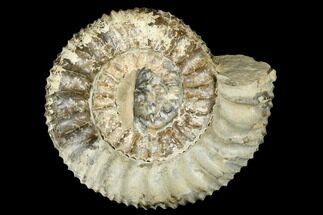 4.7" Jurassic Fossil Ammonite (Pavlovia) - Russia - Fossil #174922