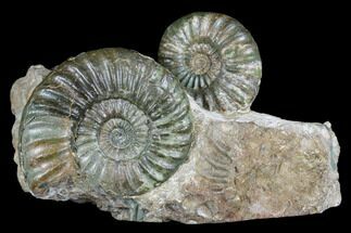 Great Lower Jurassic Ammonite (Asteroceras) Display - England #175104
