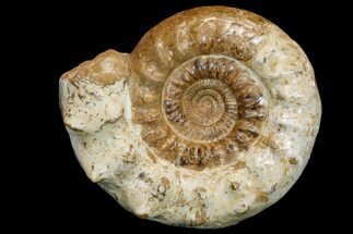 Massive, Jurassic Ammonite (Kranosphinctites?) Fossil - Madagascar #175781