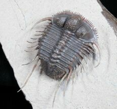 Phenomenal Cyphaspides Trilobite - Free-Standing Spines #11424