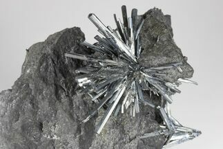 Metallic Stibnite Crystal Spray On Matrix - Xikuangshan Mine, China - Crystal #175929