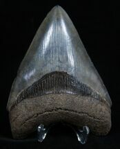 Collector Quality Florida Megalodon Tooth - Inches #1940