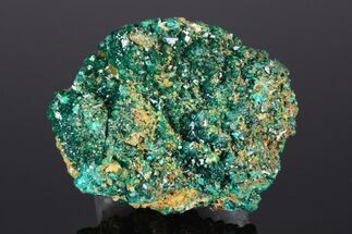 1.7" Gemmy Dioptase Clusters with Mimetite - N'tola Mine, Congo - Crystal #175942
