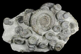 Fossil Ammonite (Dactylioceras) Cluster - Sandsend, England #176299
