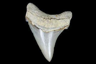 Killer, Fossil Chubutensis Tooth - Aurora, North Carolina #176588