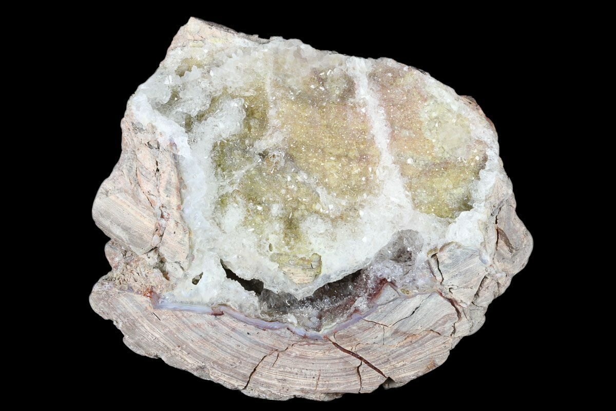 4.2" Crystal Filled Dugway Geode (Polished Half) Utah (176747) For