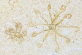 Floating Crinoid (Saccocoma) Fossils - Solnhofen Limestone #176827