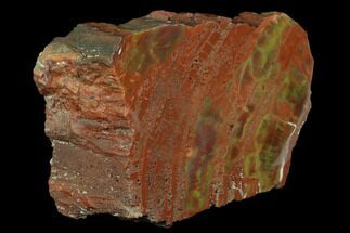 Polished, Petrified Wood (Araucarioxylon) Section - Arizona #176995