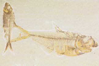 Fossil Fish (Diplomystus) With Knightia - Wyoming #177320