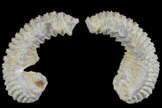 Cretaceous Fossil Oyster (Rastellum) Pair - Madagascar #177645