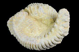 Two Cretaceous Fossil Oysters (Rastellum) - Madagascar #177726