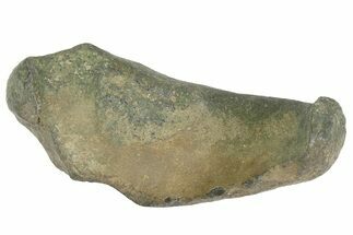 Fossil Whale Ear Bone - Miocene #177816