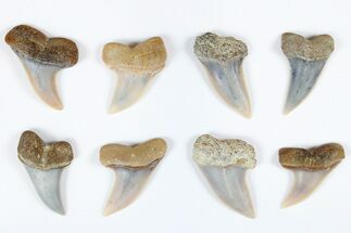 to / Fossil Shark Teeth (Carcharodon planus) - Bakerfield, CA #178483