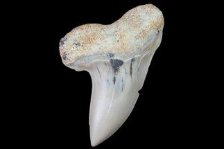 1.47" Fossil Shark Tooth (Carcharodon planus) - Bakersfield, CA - Fossil #178285