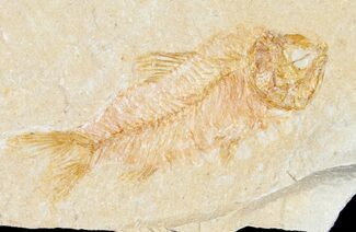 Nice Armigatus Fossil Fish - Lebanon #11495