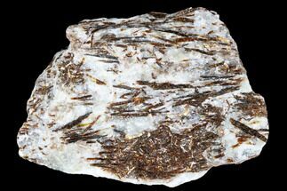 3.1" Golden-Brown, Radiating Astrophyllite - Kola Peninsula, Russia - Crystal #179178