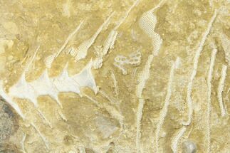 2.5" Archimedes Screw Bryozoan Fossil - Alabama - Fossil #178214