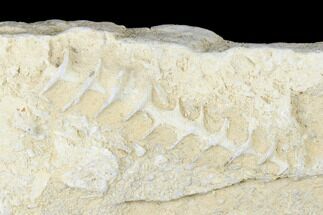 Archimedes Screw Bryozoan Fossil - Alabama #178234