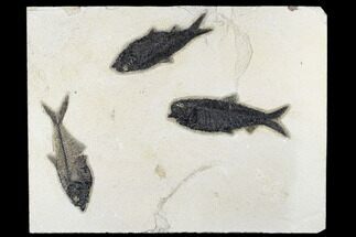 Diplomystus Fossil Fish With Two Knightia - Wyoming #179307