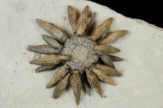 Jurassic Club Urchin (Caenocidaris) - Boulmane, Morocco #179451