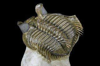 Tower Eyed Erbenochile Trilobite - Foum Zguid, Morocco #179619