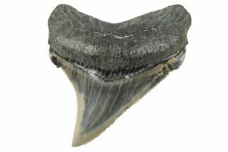 Serrated, Fossil Chubutensis Tooth - Aurora, North Carolina #179810