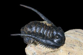 Ordovician Chlustinia Trilobite - Tazarine, Morocco #179892