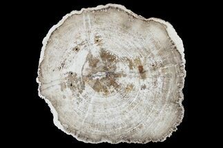 6.9" Polished, Petrified Wood (Mansonia?) Round - Myanmar - Fossil #180217