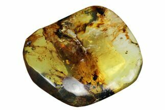 Polished Chiapas Amber ( grams) - Mexico #180508