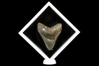 Buy Floating Frame Cases