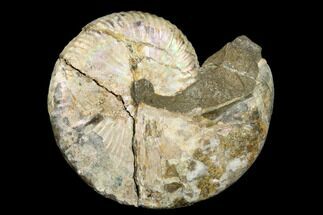 Fossil Ammonite (Hoploscaphites) - South Dakota #180835
