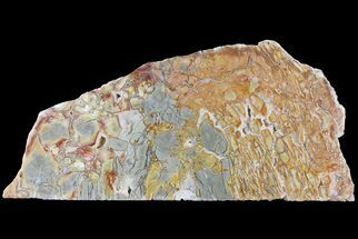 6.9" Polished Ibis Jasper Slab - Madagascar - Crystal #180765