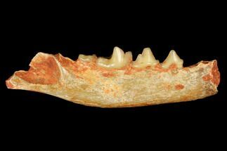Fossil Bear Dog (Cynodictis) Jaw Section - Occitanie, France #181234