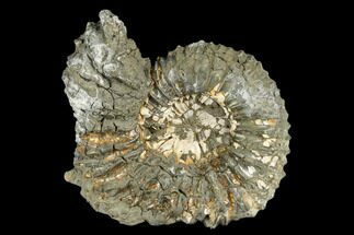 2.9" Pyrite Encrusted Ammonite Fossil - Russia - Fossil #181224