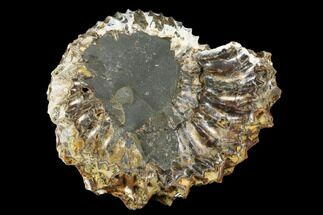 Jurassic Ammonite Fossil - Russia #181230