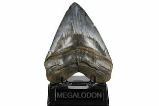 Huge, Fossil Megalodon Tooth - Bluish Enamel #180957
