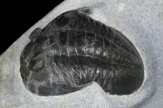 Rare, Ptychopyge Linarsoni Trilobite - Slemestadt, Norway #181846