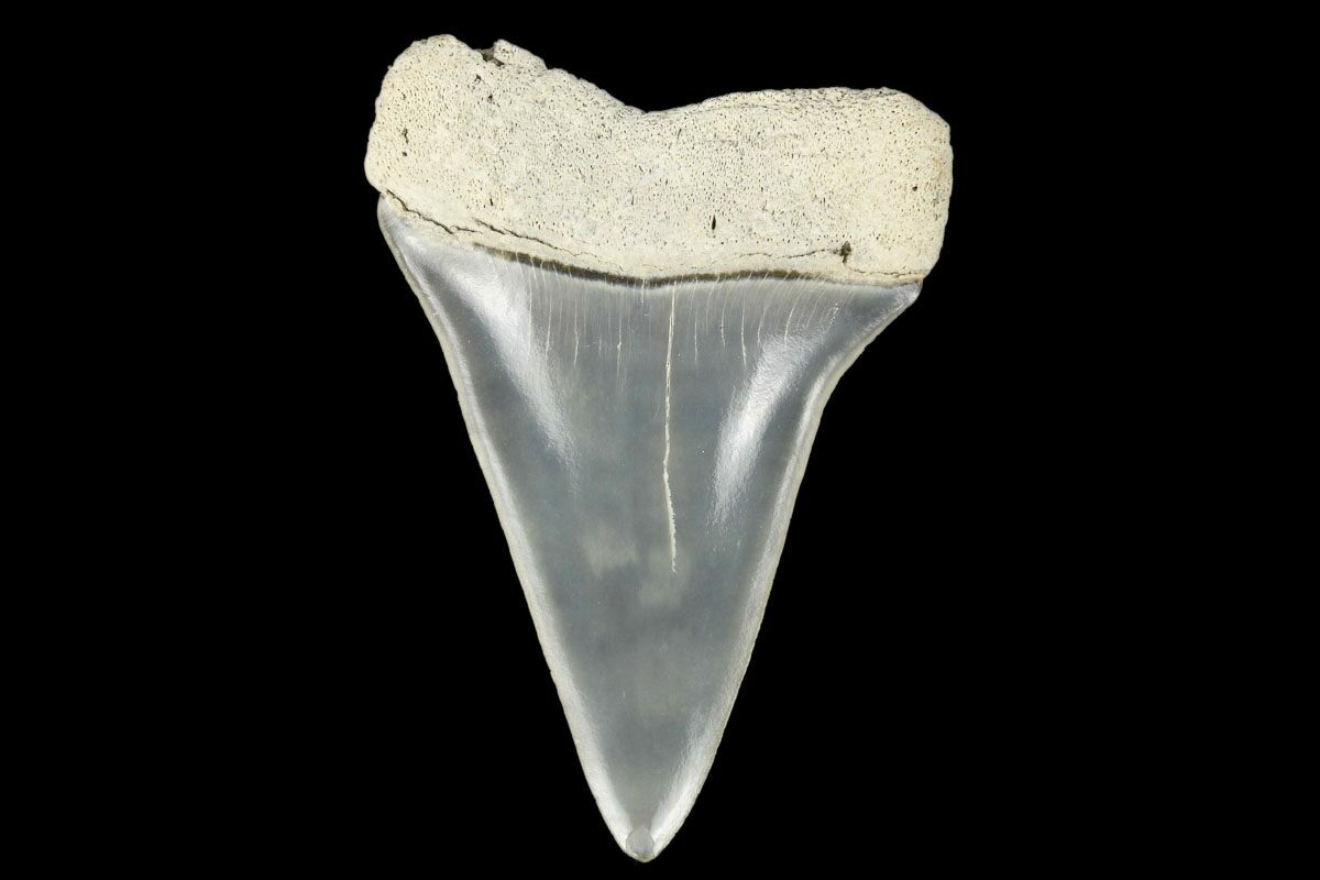 1.55" Fossil "Mako" Tooth Lee Creek (Aurora), NC (179890) For Sale