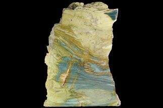 7.8" Polished, Gary Green (Larsonite) Petrified Wood - Oregon - Fossil #181920