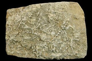 Plate of Archimedes Screw Bryozoan Fossils - Alabama #178270