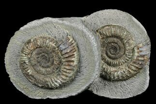 Ammonite (Dactylioceras) Fossil Pair - England #181896